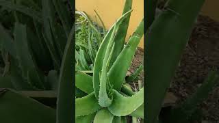 Aloevera kalabanda manthenasatyanarayana ytshorts viralvideos [upl. by Coffey130]