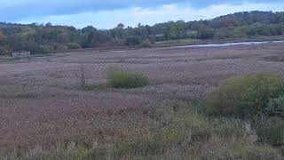 RSPB Leighton Moss Osprey Platform Live Stream [upl. by Aloisia]