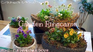 【寄せ植え】パンジービオラの寄せ植えづくり🌼ヌーヴェル・ヴァーグラピスラズリクレールドゥリュンヌマリアときめきビオラ【ガーデニング】 [upl. by Boardman]