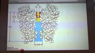 31 Kevin Aherns Biochemistry  Membrane Transport and Mitochondria [upl. by Anesusa877]