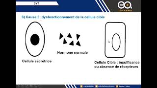 OffreBallouchi Rappel du Cours Notion dhormone [upl. by Anastase]