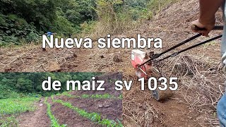 Seguimos con nuevas siembras de maiz por lotes sembradora rotativa agrofacil [upl. by Ahsenor]