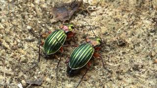 Carabus auronitens [upl. by Gertrude4]