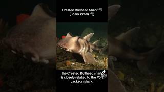 The Crested Bullhead shark 🦈 Shark Week 🦈ocean seaanimals fish shark sharks sharkweek [upl. by Mathia]