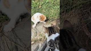 Adorable and cute homeless kitten 🐱🐈 cat cats catlover [upl. by Jemmy]