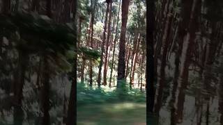 Pine Forest📍beautiful trip💞nature iyargai rasipom vanga📍kodaikanal pineforest [upl. by Aldon]