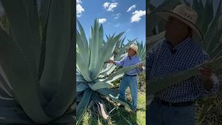 Amazing Uses of the Agave Plant：Beyond Tequila funfacts [upl. by Ahcila]