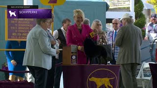 Schipperkes  Breed Judging 2023 [upl. by Florry]