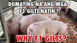 PIGLET PRODUCTION  PIG FARMING  FI GILTS  NEGOSYO PHILIPPINES [upl. by Ziagos]