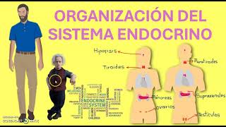 ESTRUCTURA DEL SISTEMA ENDOCRINO [upl. by Kimmie]