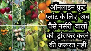 Safe Online Plant Shopping  Online Fruit Plant Nursery  Grafted Fruit Nursery OriginalFruitPlant [upl. by Etnuad]