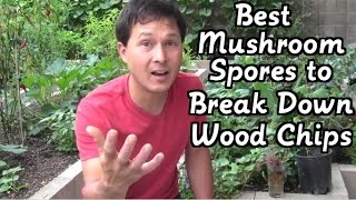 Best Mushroom Spores to Break Down Wood Chips amp More Gardening QampA [upl. by Lanna302]