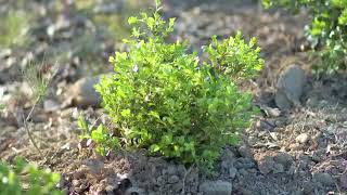 Types of Boxwood Plants [upl. by Nnyl]