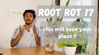 ROOT ROT  how to treat and prevent root rot  using hydrogen peroxide [upl. by Tristis]