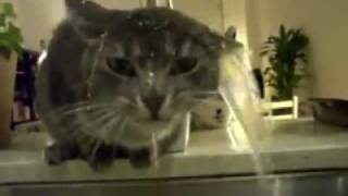 Kitteh dwinks fwom phauwset  pretteh epic acksualyCat drinking from faucet [upl. by Zuckerman]