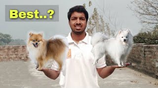 Indian spitz vs pomeranian dog which is best by pomtoy anurag [upl. by Ailat769]