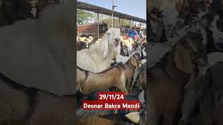 Deonar Bakra Mandi Hyderabadi bakraviral Govandi Mumbai 291124viral [upl. by Stoat]