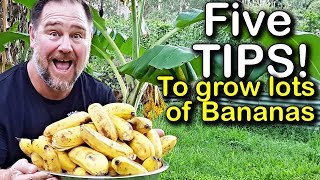 5 Tips How to Grow a Ton of Bananas in the Backyard [upl. by Engvall]