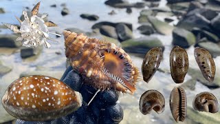 Low Tide shelling after a huge storm with dream seashell finds Virtual shell hunting in Australia [upl. by Rozalin642]