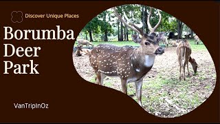 Embark on an Epic Adventure at Borumba Deer Park Camping Deer Feeding and Adventure Playgroundquot [upl. by Pearse329]