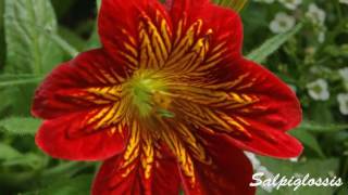 Сальпиглоссис Salpiglossis [upl. by Ttocs]