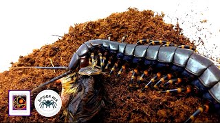 Unbox Amazonian giant Centipede Scolopendra gigantea quotBlackquot [upl. by Dnomaid]