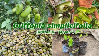 The secret you must know about Griffonia simplicifolia [upl. by Jeniece]