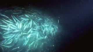 Overfishing  excerpt from Planet Ocean the movie [upl. by Alita]