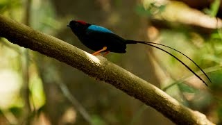 Manakin Mating Song and Dance [upl. by Etnoval]