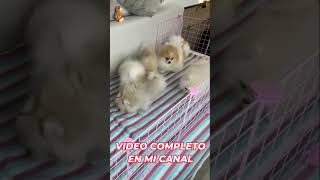 Por qué tener un pomerania pets mascotas petlover perros dog puppy pomeranian perro [upl. by Ociral]