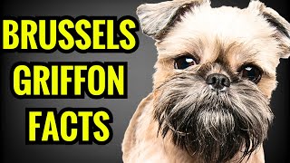 Brussels Griffon Facts  Top 13 Facts You Must Know [upl. by Adihsar]