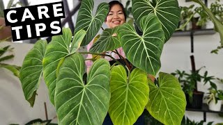 Philodendron Gloriosum  Beginners Guide  Care Tips 💕 [upl. by Abie]