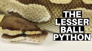 Morph Guide 5 The Lesser Ball Python  Benjamins Exotics [upl. by Atikir]