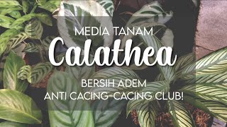 Media Tanam Calathea  Anti CacingCacing Club [upl. by Ardis]