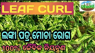 LEAF CURL DISEASE CHILLI ଲଙ୍କା ପତ୍ର ମୋଚା ରୋଗ ପରିଚାଳନା [upl. by Heck712]