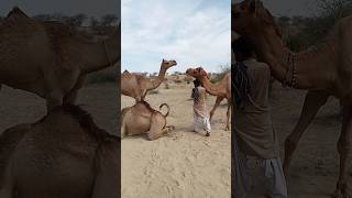 Camels Camels Partner 🐫 [upl. by Matthias]