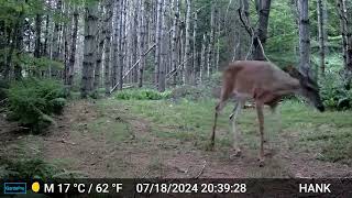 Redtail Hawk found a snack  foggy cam [upl. by Salba559]