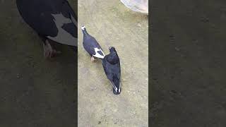 Male Pigeon Calling Female Pigeon  Pigeon Cooing Sound pigeon kabootar kabutar কবুতর shorts [upl. by Lalat]