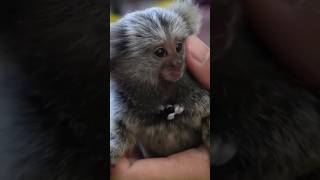 New Family Member Likes to Bite Sometimes 🐒💞 fingermonkey cuteanimals petmonkey [upl. by Mello]