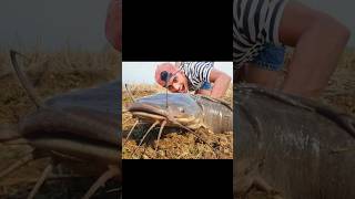 Climbing Fish Trapping method In Natural Place  Challenge Video  fishing shorts funny video [upl. by Aicssej]