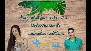 Preguntas frecuentes sobre petauros 3 Contesta un veterinario Animales Exóticos 24 horas [upl. by Andaira360]