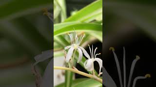 My plant is flowering 🤩😱 flowers plant chlorophytumcomosum [upl. by Itnuahsa]