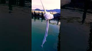 New Jersey HOUNDFISH Catch and Releasefishfishingvideo houndfish pelagicfisviralvideofishing [upl. by Kciv491]