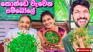 කොන්ඩෙ වැවෙන සම්බෝලේHow to make Gotukola Sambal  Sangeeth VlogsSangeeth Satharasinghe [upl. by Enyleuqcaj]