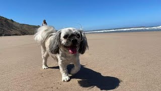 Reighton Sands Dog Friendly East Yorkshire Coast [upl. by Yetak]