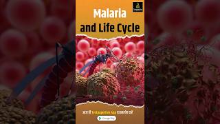 Malaria and Life Cycle of Plasmodium  Diseases  Malaria In Hindi malaria plasmodium shorts [upl. by Soni]