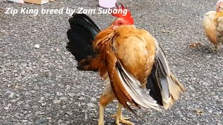 Serama Zam Subang  rooster Zip King preparing for Kenyir Lake 2015 [upl. by Debor382]