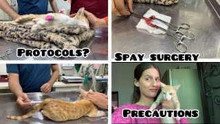 Stray  Persian Cat Spayed Surgery Before \ Aftercare  Thing you should Do Don’t Full information [upl. by Erdnoid84]