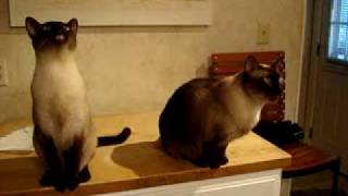 Singing Siamese Cats [upl. by Nerita809]