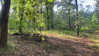 Cutting some red oaks [upl. by Cyprian]